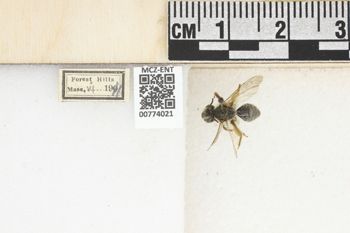 Media type: image;   Entomology 774021 Aspect: Labels